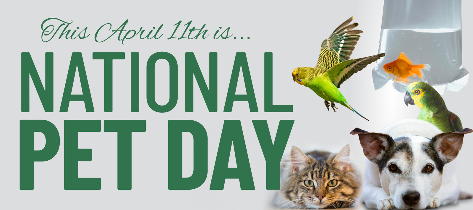 April 11Th Is National Pet Day