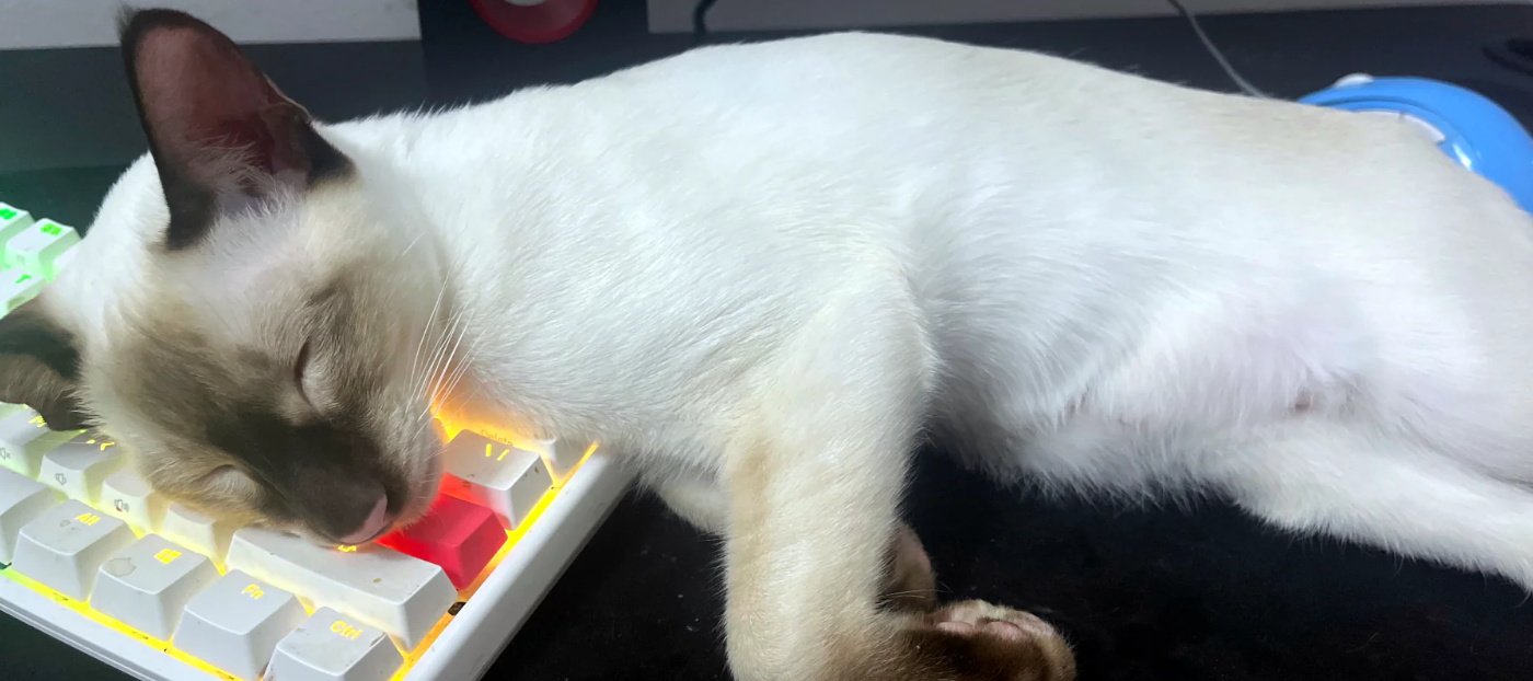 Cute Kitten laying on keyboard of Signa Computer Systems Toronto ON Canada