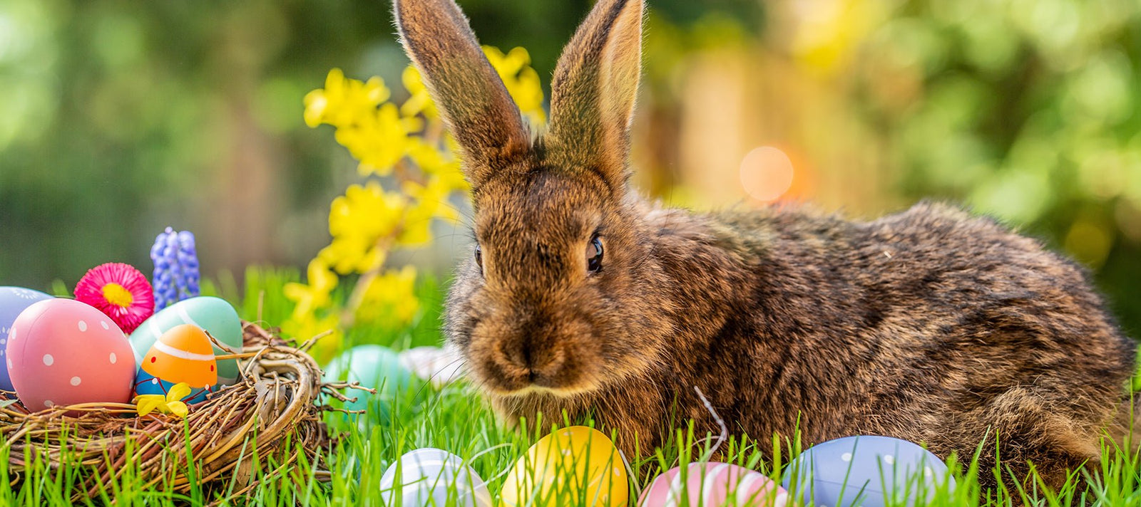 🐣🥚 Happy Easter Everyone! 🐇🐤 - Signa