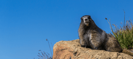 Happy Groundhog Day! - Signa