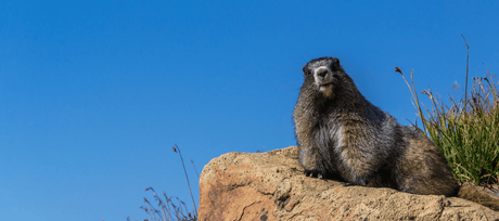 Happy Groundhog Day! - Signa