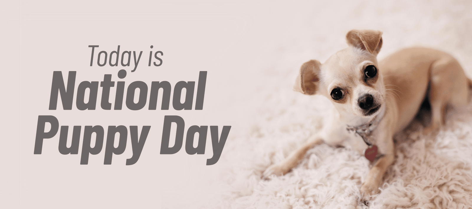 March 22nd is National Puppy Day! - Signa