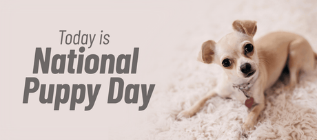 March 22nd is National Puppy Day! - Signa