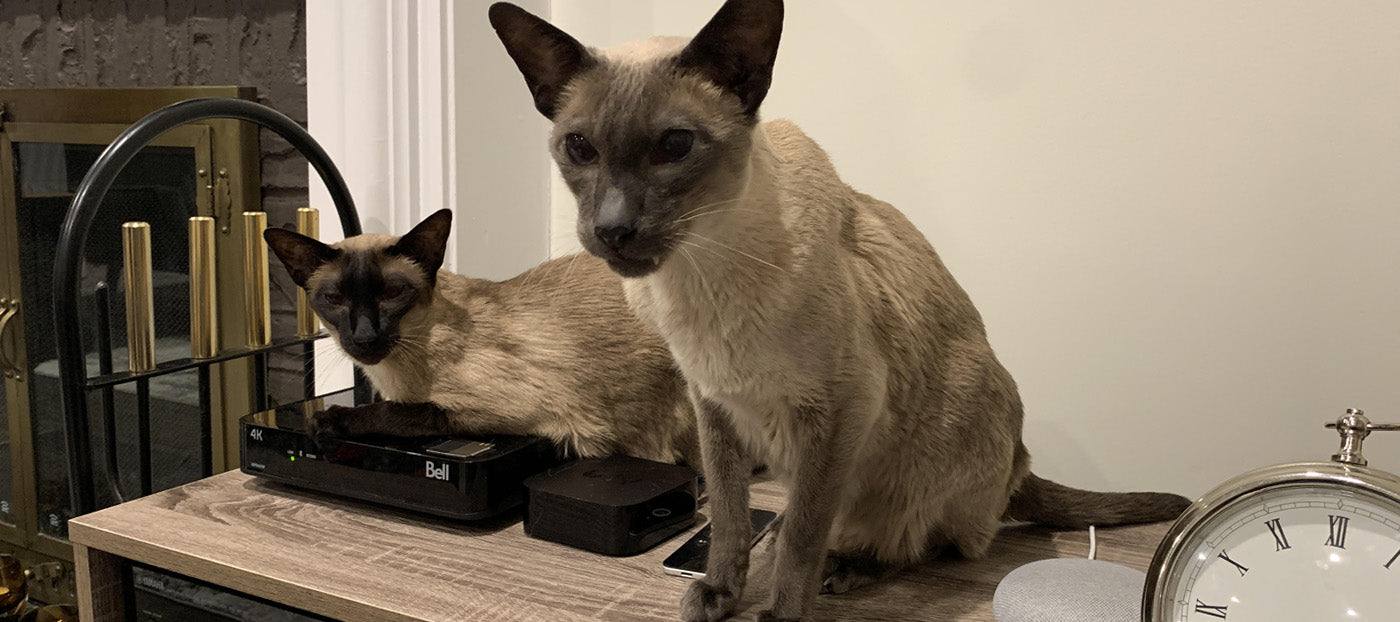 Meet Maiyah & Thai, the cats of Signa!