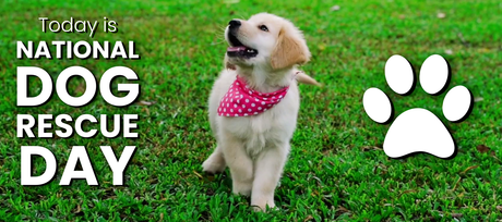Today's National Dog Rescue Day - Signa
