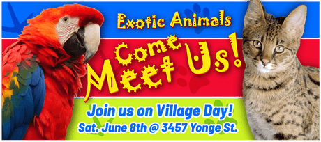 What to do in Toronto this Saturday June 8th, 2019 - Signa