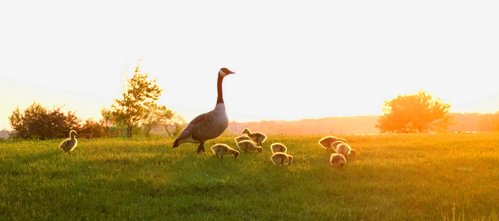 🍁 Wishing You and Yours a Happy Family Day Long-Weekend! 🍁 - Signa